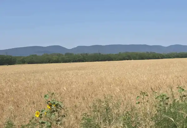 Eladó Építési telek, Csörög 800 m² 20 M Ft